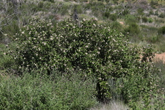Malacothamnus densiflorus