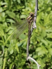 Phanogomphus borealis