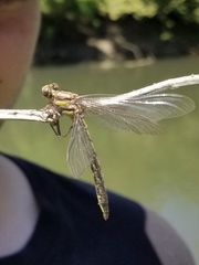 Phanogomphus borealis