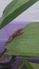Dendropsophus bogerti