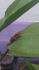 Dendropsophus bogerti