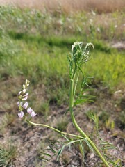 Astragalus sulcatus