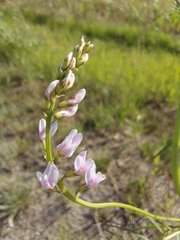Astragalus sulcatus