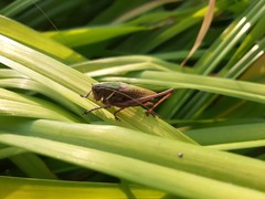 Eobiana engelhardti