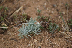 Ptilotrichum canescens