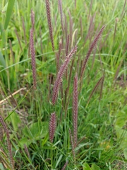 Hordeum brevisubulatum