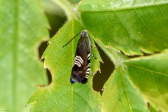 Grapholita compositella