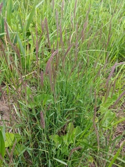 Hordeum brevisubulatum