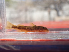 Chiloglanis pretoriae