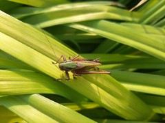 Eobiana engelhardti