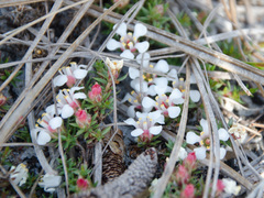 Pyxidanthera barbulata
