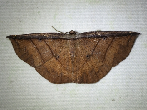 Cimicodes albicosta