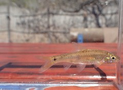 Enteromius viviparus