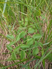 Ostericum palustre