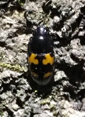 Glischrochilus fasciatus