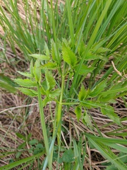 Ostericum palustre