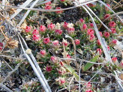 Pyxidanthera barbulata