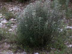 Vernonia lindheimeri
