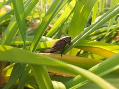 Eobiana engelhardti