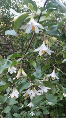 Styrax redivivus