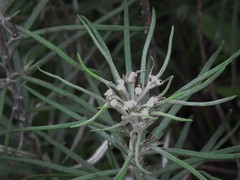 Vernonia lindheimeri