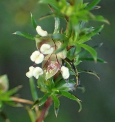 Cliffortia filifolia