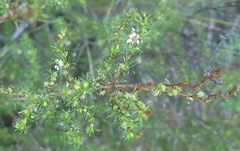 Cliffortia filifolia