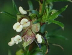 Cliffortia filifolia