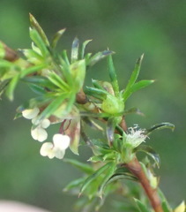 Cliffortia filifolia