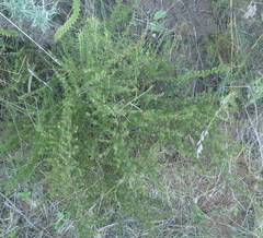 Cliffortia filifolia