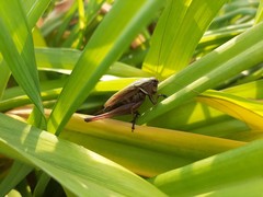 Eobiana engelhardti