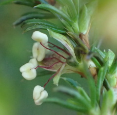 Cliffortia filifolia