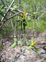 Pereskiopsis diguetii