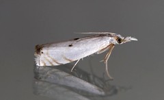 Microcrambus biguttellus