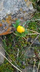 Eranthis longistipitata