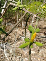 Pereskiopsis diguetii