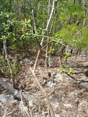 Pereskiopsis diguetii