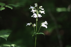 Penstemon pallidus