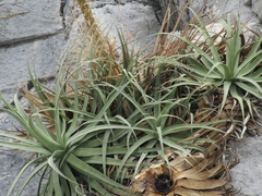 Agave bracteosa