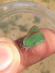 Callophrys dumetorum