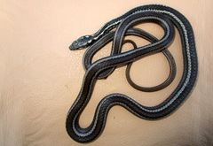 Pseudalsophis occidentalis