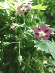 Geranium phaeum