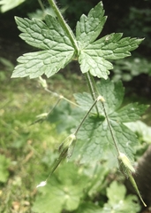 Geranium phaeum