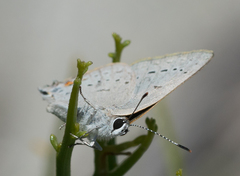 Satyrium californica