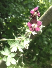 Geranium phaeum