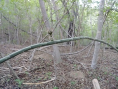 Acanthocereus fosterianus