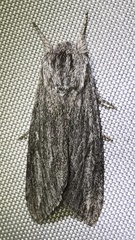 Acronicta lanceolaria