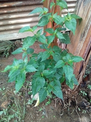 Capsicum annuum glabriusculum