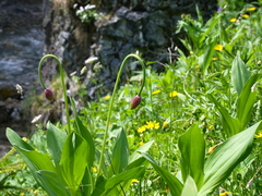 Allium victorialis