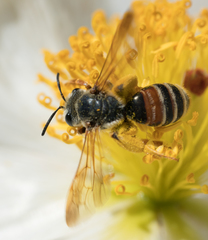 Andrena prunorum